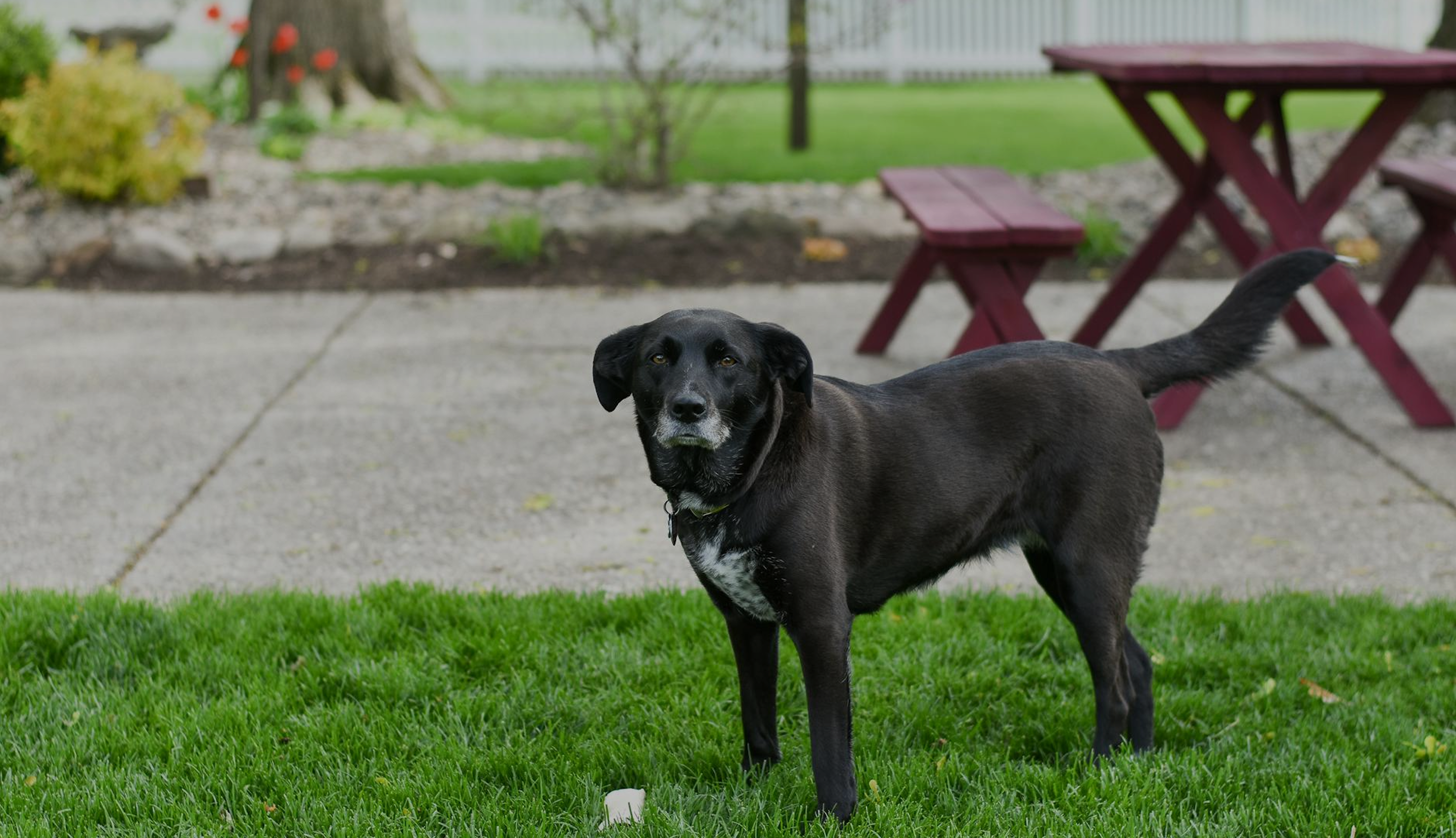 dog on turf grass