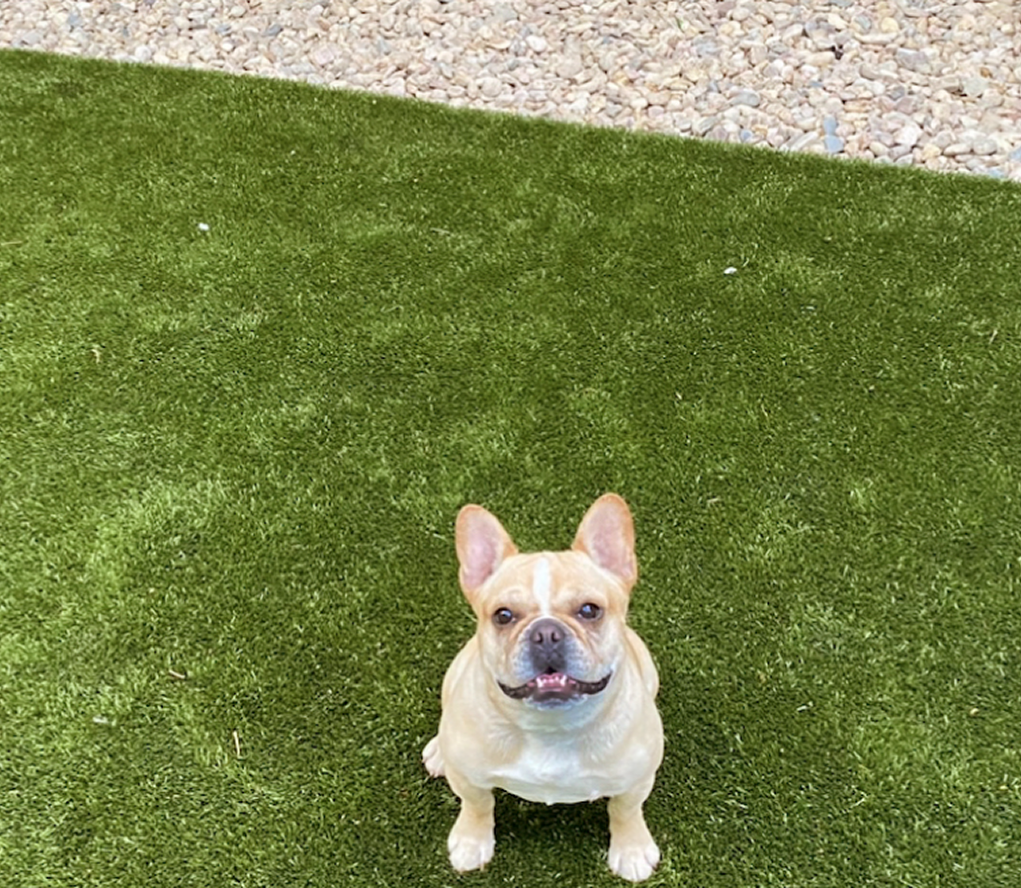 dog on turf grass