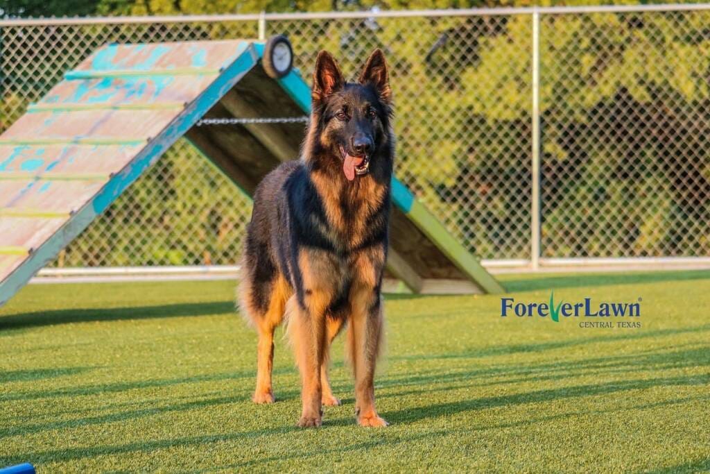 The Best Artificial Turf for Dogs