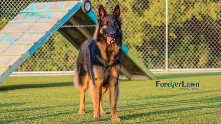 The Best Artificial Turf for Dogs