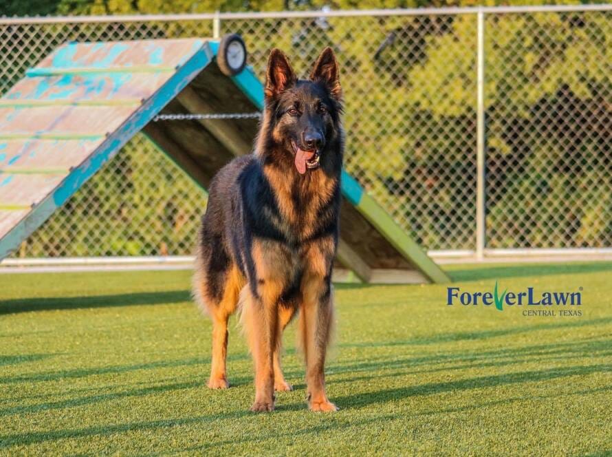 The Best Artificial Turf for Dogs
